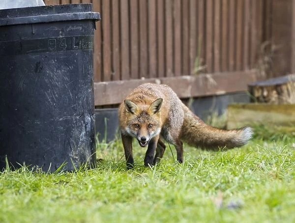 Red Fox - in back garden near dustbin 11875