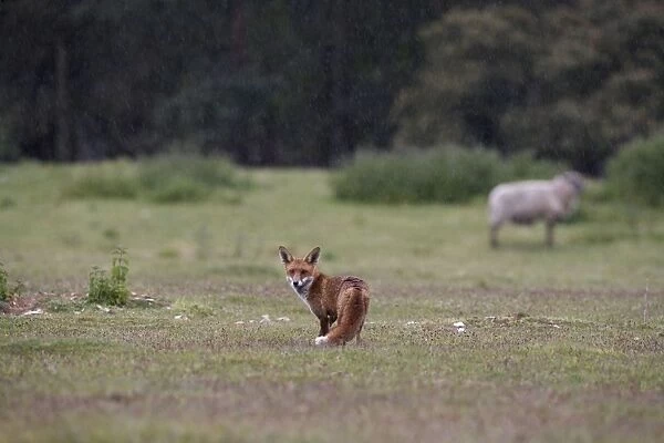 Red Fox - Looking back in rain, Heathland. Norfolk UK