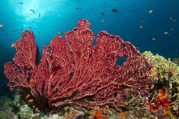 Red Gorgonian Sea Fan - Fotteyo - Felidhoo - Maldives