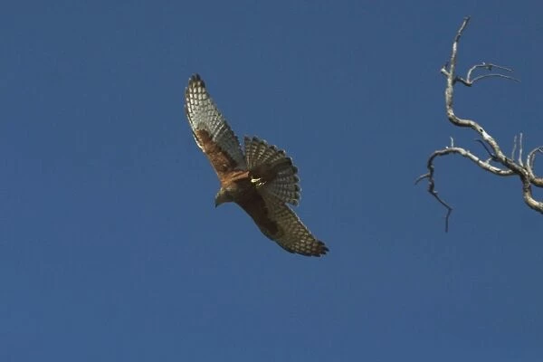 Red Goshawk - in flight. Largest Australian goshawk. Rare and vulnerable. At Mataranka, Northern Territory, Australia. Found throughout north and north-eastern Australia but a very scarce bird much sought after by twitchers