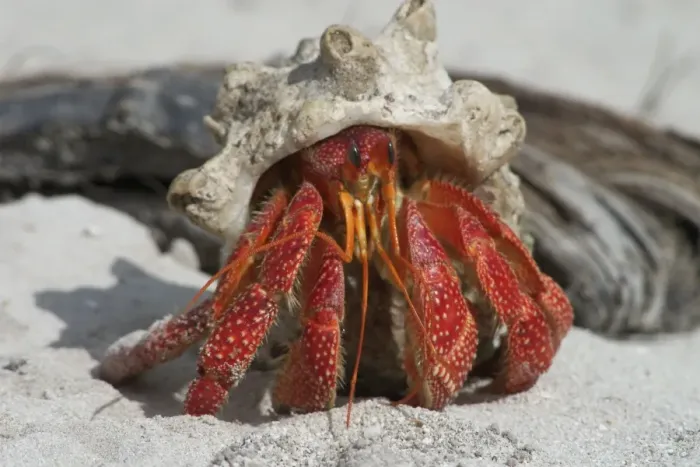 Framed Print : Red Hermit Crab Emerging from its shell Print Framed Print : Red Hermit Crab Emerging from its shell Print