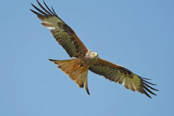 Framed Print : Red Kite in Flight Print Framed Print : Red Kite in Flight Print