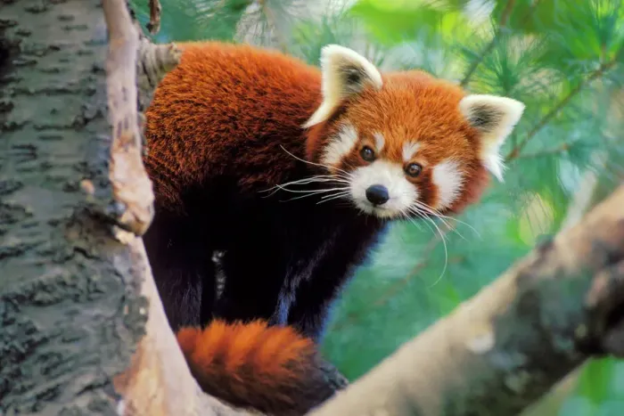 Framed Print : Red Panda Print - Peering round tree branches