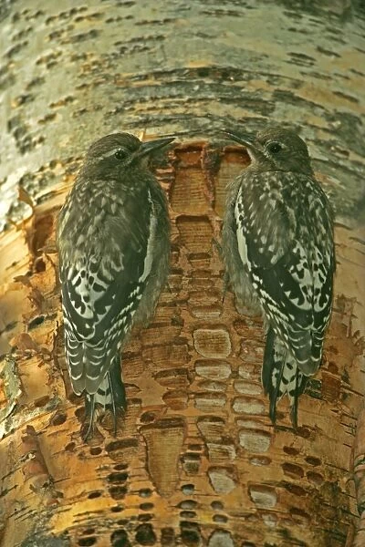Red-naped Sapsucker -Juveniles perched on tree trunk where rows of shallow holes have been drilled in the tree bark over a period of years-Sapsuckers return to drlled holes to drink sap and eat insects-A variety of woodpecker. -Montana, USA