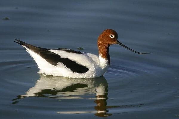 Red-necked Avocet Alice Springs sewage ponds. Northern Territory, Australia
