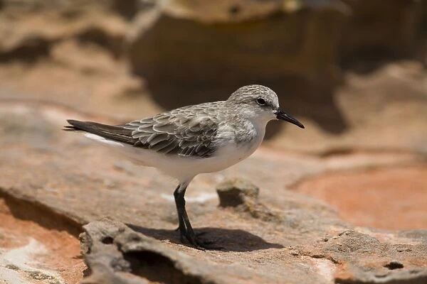 Red-necked Stint - in winter plumage Stints are the smallest waders to migrate to Australia. Breeds high in Russian and Siberian arctic regions and migrates to South-east Asia and Australasia. At Roebuck Bay near Broome, Western Australia