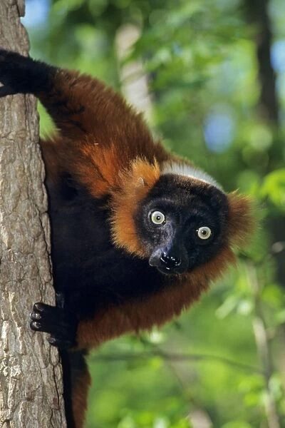 Red-ruffed lemur 3mp86