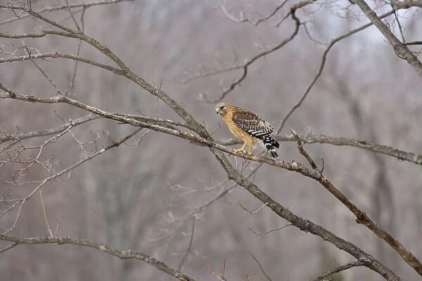Red-shouldered Hawk - adult bird. CT in March