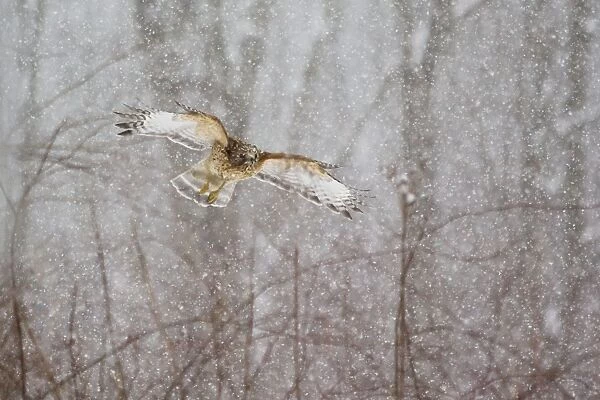 Red-shouldered Hawk - adult in flight during snow storm. Connecticut in February