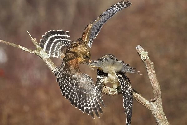 Red-shouldered Hawk - adult male and female - February - Connectucut - USA
