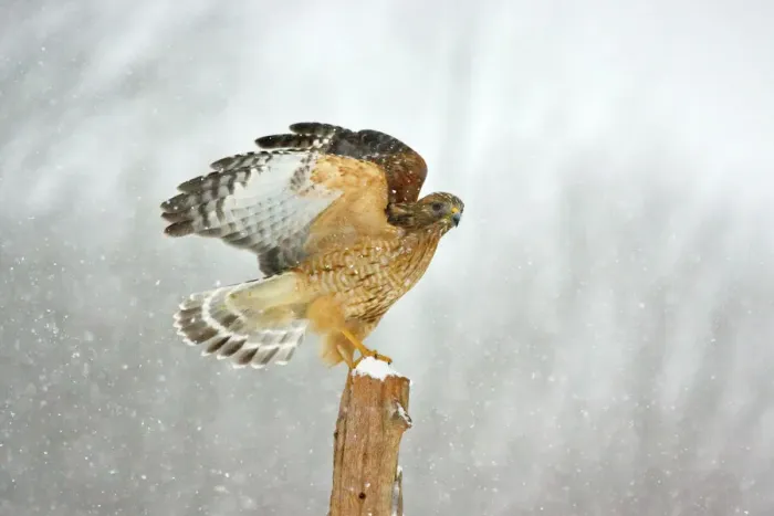 Framed Print : Red-shouldered Hawk in Snowstorm Print, Buteo lineatus Framed Print : Red-shouldered Hawk in Snowstorm Print, Buteo lineatus