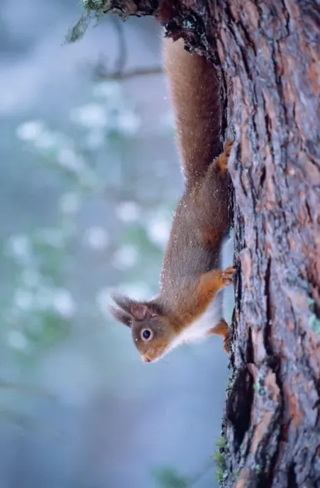 Framed Print : Red Squirrel Print - Climbing Down Tree Trunk Framed Print : Red Squirrel Print - Climbing Down Tree Trunk