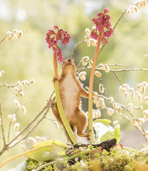 red squirrel climb between Bergenia flowers