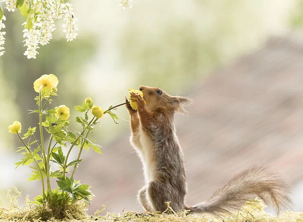 Red Squirrel is eating globeflowers
