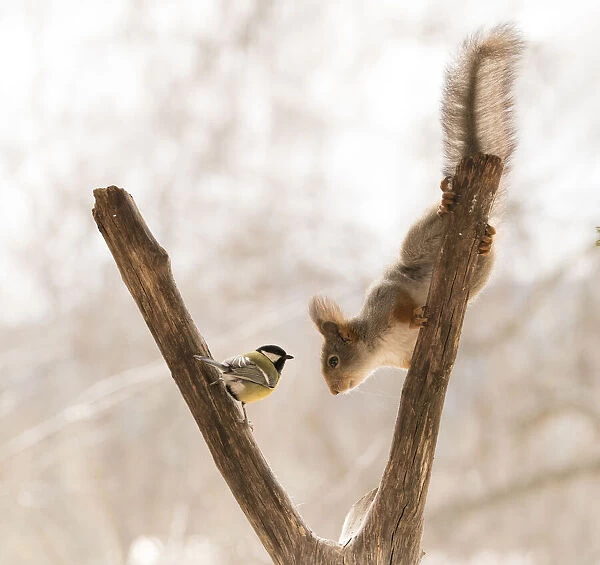Red Squirrel and great tit on tree branch