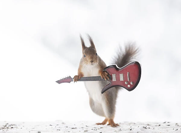red squirrel holding an guitar looking at the viewer