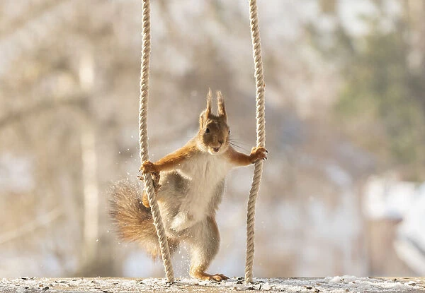 red squirrel holding ropes with open mouth
