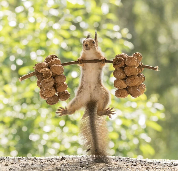 Red Squirrel jumps with walnuts