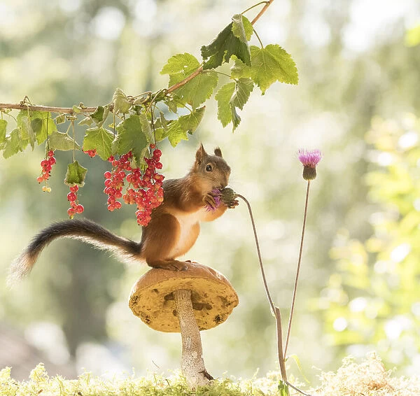 Red Squirrel on a mushroom with red currant and thistle