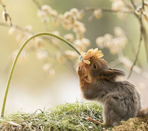 Red Squirrel smells an orange Gerbera flower