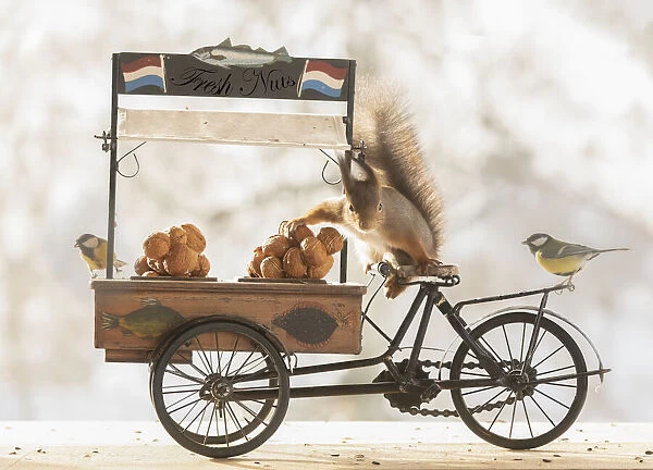 red squirrel standing on a cargo bike with walnuts and titmouse