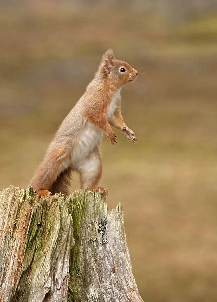 Red Squirrel - standing on hind legs on old tree stump - February - Scotland - UK