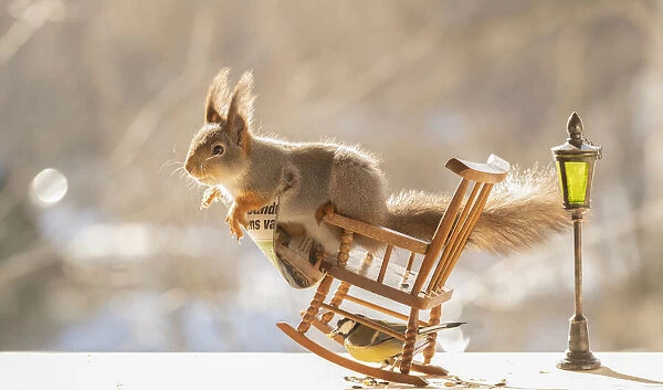 red squirrel is standing on a rocking chair with newspaper