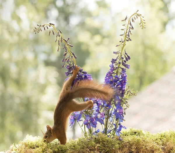 Red Squirrel walks down from Delphinium flowers