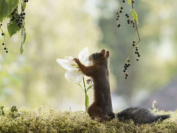 Red Squirrel with a white lily
