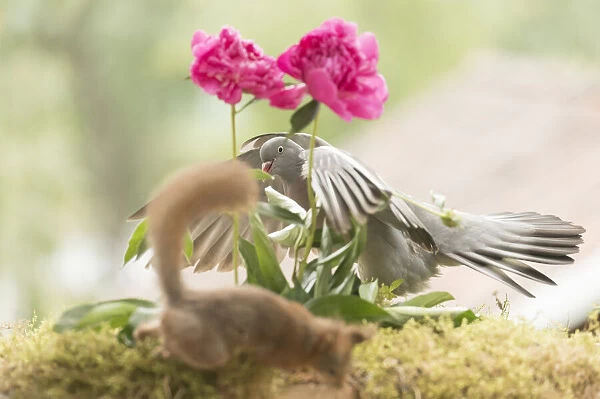 Red Squirrel and woodpigeon with peony flowers