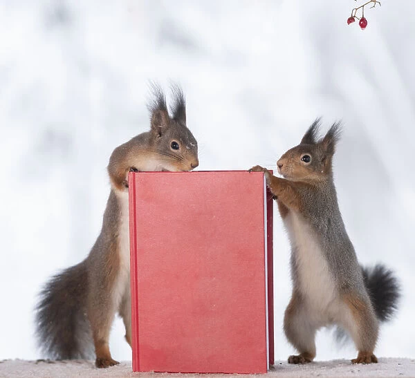 red squirrels holding a book