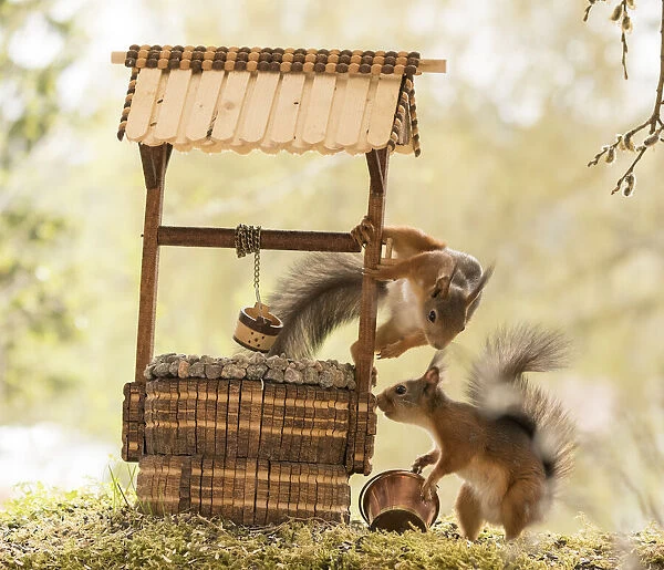 Red Squirrels stand with a water well