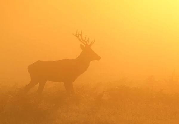 Red Stag - at sunrise in atmospheric conditions - Bushy Park - London - England