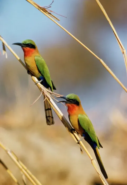 Framed Print : Red-throated Bee-eater Print Framed Print : Red-throated Bee-eater Print