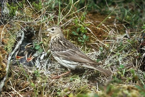 Red-throated Pipit - with chicks in nest 
