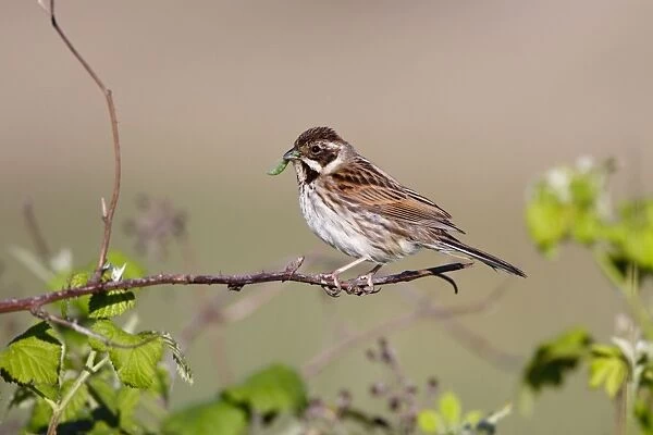 Reed Bunting - female - approaching nest carrying a caterpillar in mouth for the chicks - Bowesfield Nature Reserve - Cleveland - UK