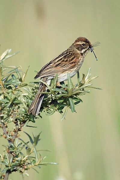 Reed Bunting - female with food in bill, Texel, Holland