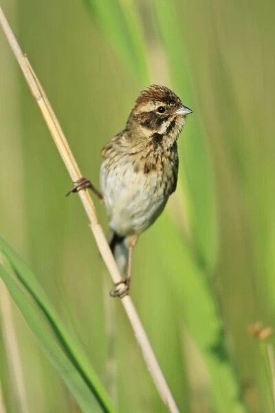 Reed Bunting - female perched on reed, Texel, Holland