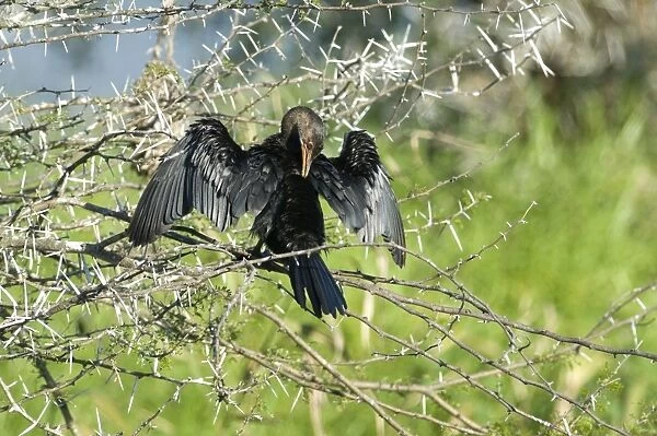 Reed Cormorant drying wings and preening after fishing. Occurs throughout sub-Saharan Africa. Sam Knott Nature Reserve, nr Grahamstown, South Africa