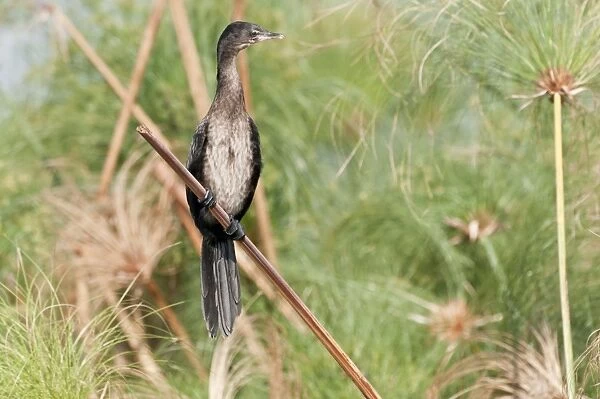 Reed Cormorant - perched on reed - Okavango River - Botswana