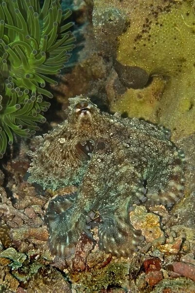Reef Octopus - Not easily seen this octopus has the ability to blend into the surrounding terrian and almost become invisible - Papua New Guinea