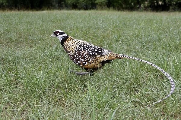 Reeves's Pheasant male - France