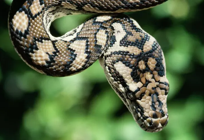 Framed Print : Carpet Python Print (Morelia spilotes variegata) Framed Print : Carpet Python Print (Morelia spilotes variegata)