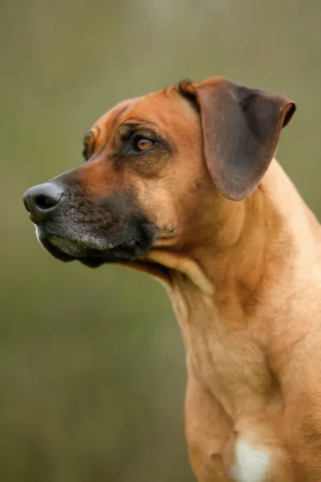 Framed Print : Rhodesian Ridgeback LA-2975 Print Framed Print : Rhodesian Ridgeback LA-2975 Print