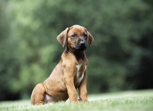 Rhodesian Ridgeback Dog - puppy