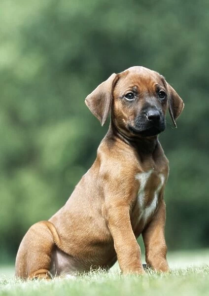 Rhodesian Ridgeback Dog - puppy