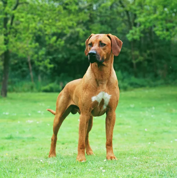 Rhodesian Ridgeback JD 16039 © John Daniels  /  ARDEA LONDON