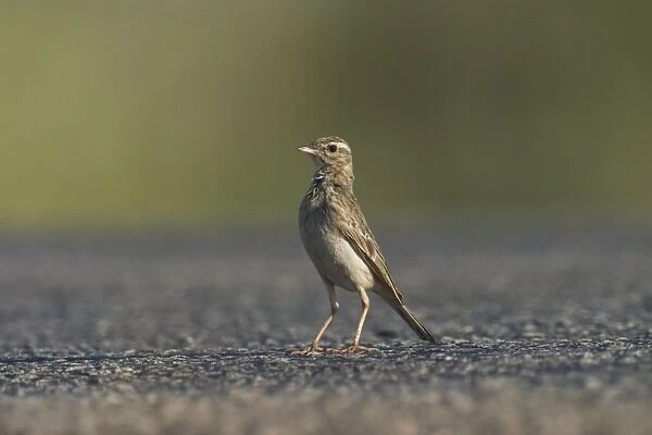 Richard's Pipit standing on the road. Found in open country right throughout Australia. Often seen on roads running off as a car approaches. Also found in Africa and Eurasia through to New Zealand. They eat sleep and nest on the ground