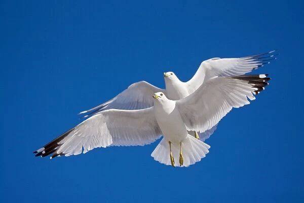 Ring-billed Gulls - 2 adults soaring - Most commonly seen gull - especially inland New York - USA