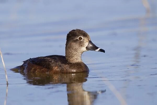 Ring-necked Duck - female - April - Arizona - USA
